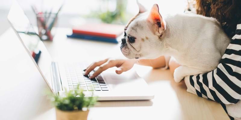 Woman using a laptop, as she holds a cute dog that attentively looks at the screen